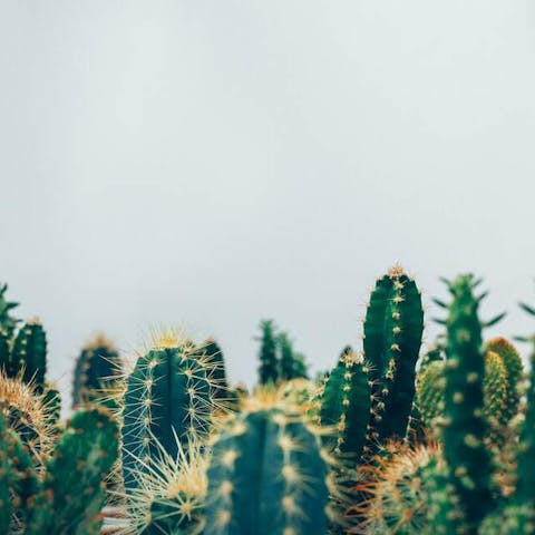 Identification Types of Cacti Chart