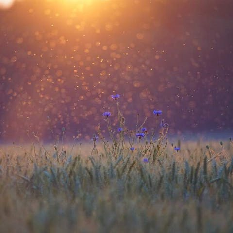 How to Get Rid of Gnats in Plants: A Comprehensive Guide