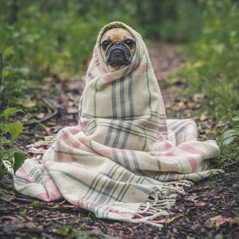 What to Say to Someone Who Lost a Pet: Comforting Words and Support