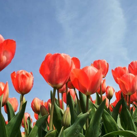 Are Tulips Perennials? Unraveling the Mystery of Tulip Plants