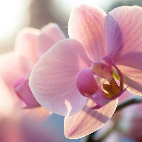 How to Care for an Orchid: A Complete Guide to Orchid Care