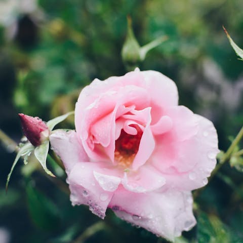 How to Grow Roses from Cuttings: A Comprehensive Guide