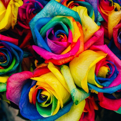 How to Take Care of Roses: A Complete Guide to Rose Care