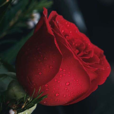 When Do Roses Bloom: A Comprehensive Guide to Rose Blooming Seasons