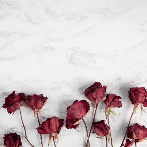 How to Preserve Roses: A Complete Guide to Keeping Your Roses Fresh