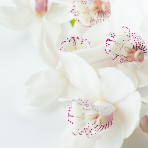 what to send when someone dies instead of flowers