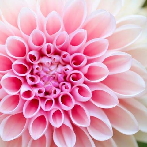A Comprehensive Guide on How to Order Flowers to Europe with FloraQueen