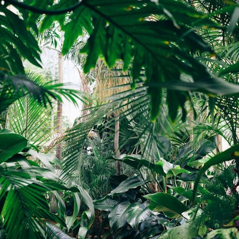 Why Are Plants Green? The Verdant Mystery Unveiled