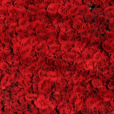 Exploring the Meaning of a 50 Roses Bouquet