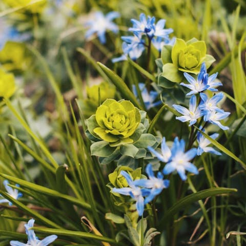Unveiling the Meaning of Green Flowers