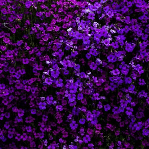 Exploring the Meaning of Purple Flowers