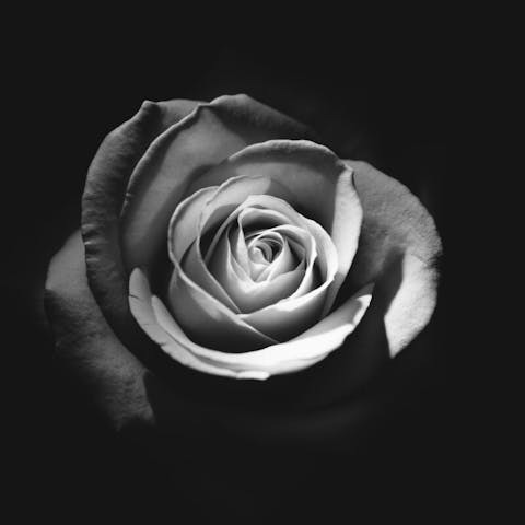 Exploring the Meaning of Black Flowers: The Enigmatic Beauty