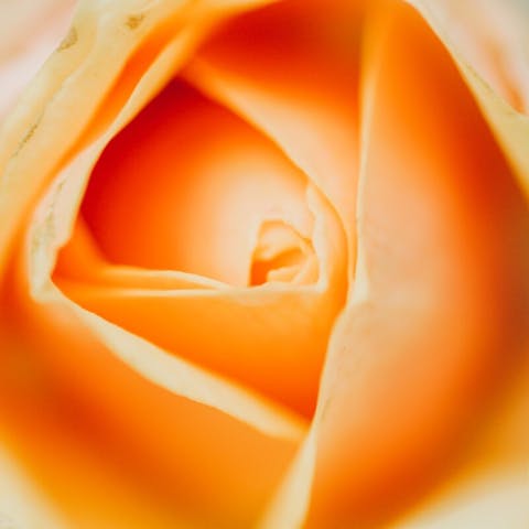 A Comprehensive Guide to Choosing the Perfect Flowers for Your Beloved