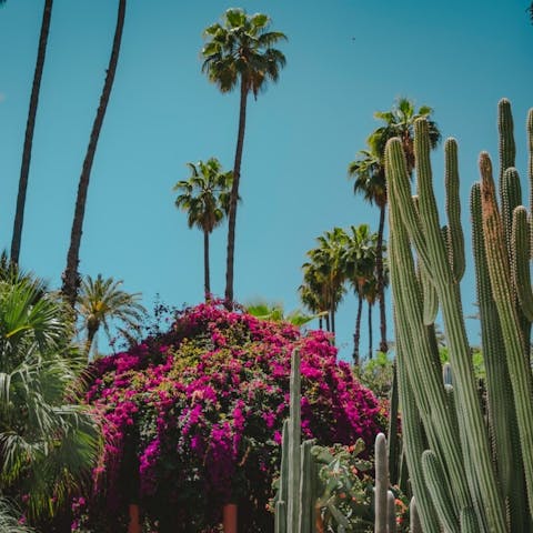 What plants grow in Morocco?