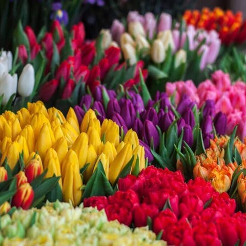 Flower Shapes And Sizes: Comprehensive Guide