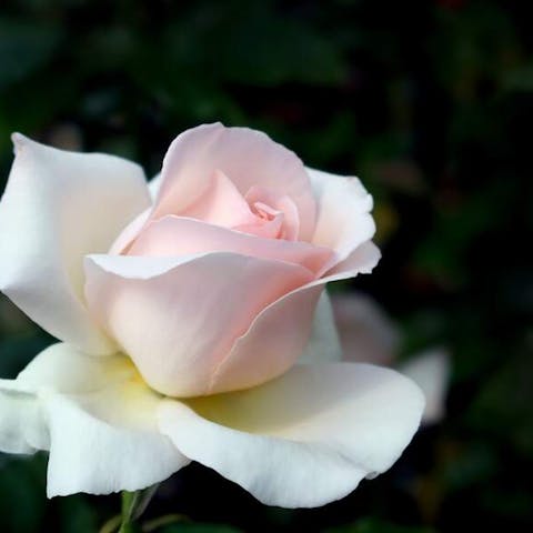 Flowers: Spontaneity and Romance