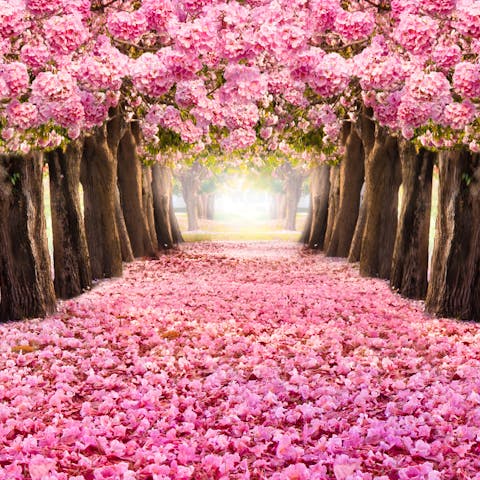 The Power of Flowers: Enhancing Everyday Moments