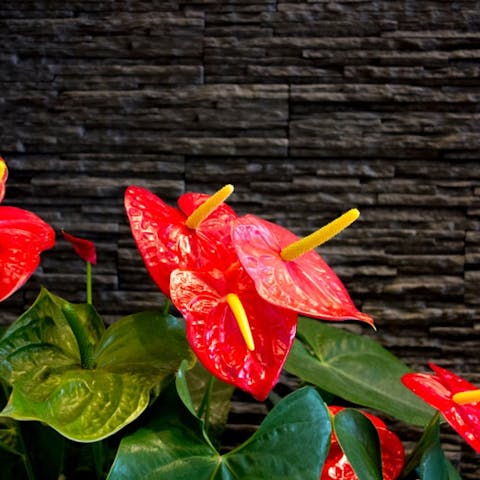 Making Every Day Special with Flowers