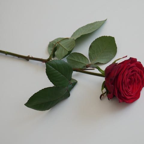 The Power of a Single Red Rose: A Symbol of Love