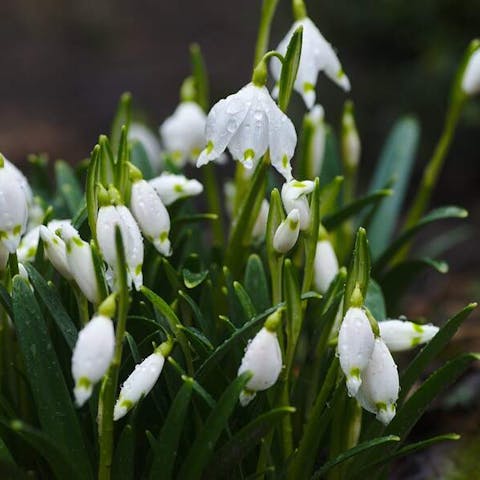 The Emotional Impact of Surprise Flowers