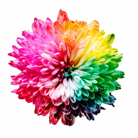 The Function of a Flower: Unveiling Nature’s Masterpiece