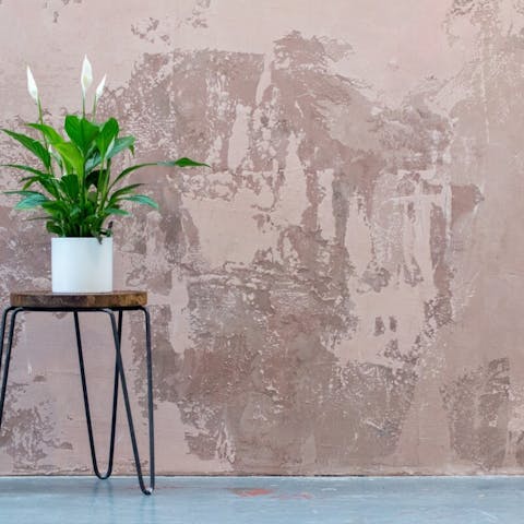 Grow & Care for Peace Lily Plants (Spathiphyllum)