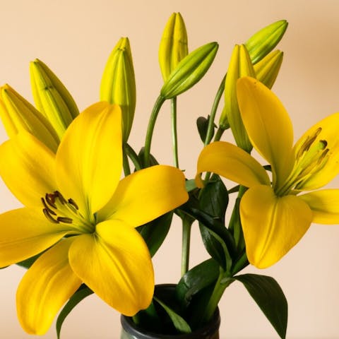 What Does a Yellow Flower Mean: Unraveling the Symbolism and Significance