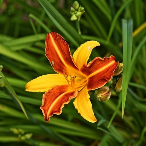 Perennial Flowers That Bloom From Spring to Fall