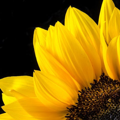What Does a Sunflower Symbolize: Exploring the Meaning and Significance