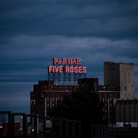 How Many Types Of Roses Are There
