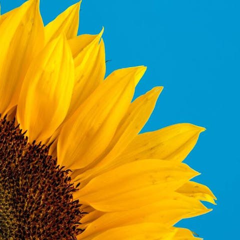 How To Take Care Of A Sunflower