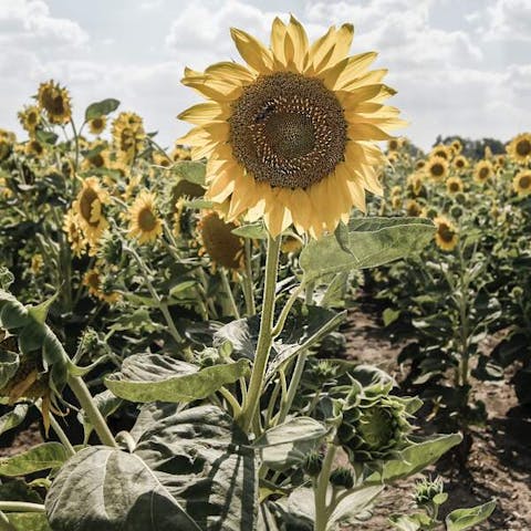 How Many Petals Do Sunflowers Have