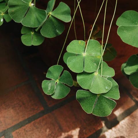 How Common Are Four Leaf Clovers
