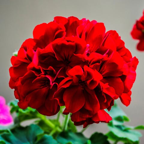 Beautiful, Bold Red Annual Flowers for Your Summer Garden