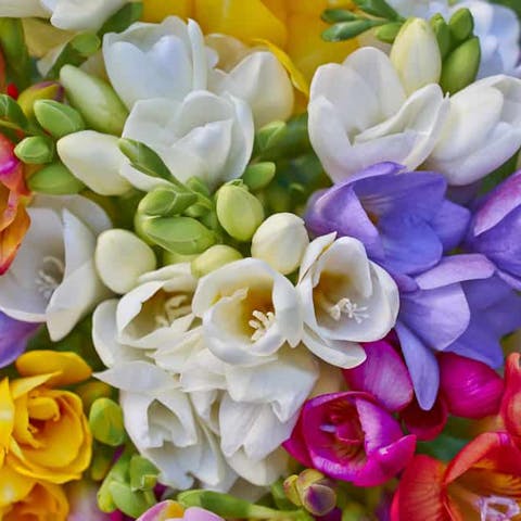 The Freesia Flower Is Highly Decorative with a Charming Perfume, a Perfect Reason to Bring It at Home