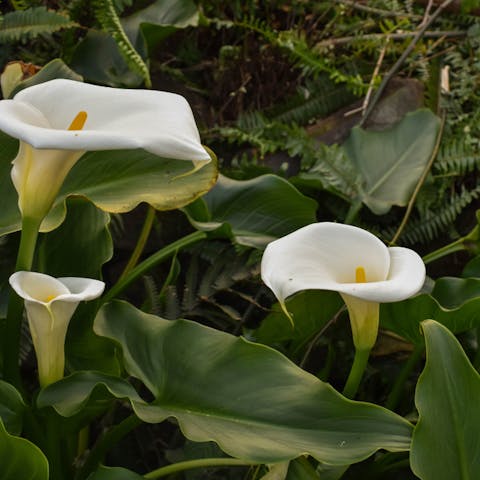 When Do Calla Lilies Bloom and How to Transform Your Garden into A Fascinating Space?