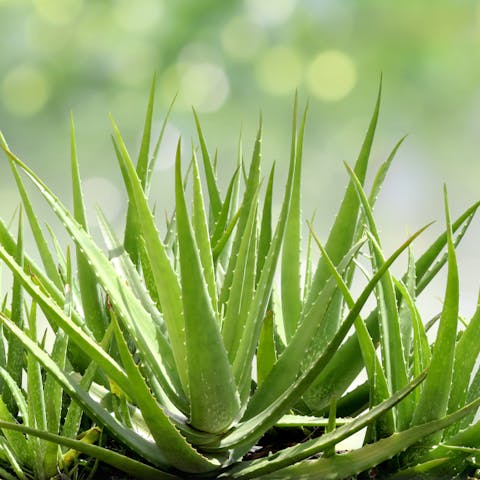 Three Fascinating Plants That Don’t Need Soil to Thrive