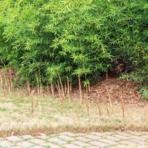 Five Pesky Plant Diseases to Watch out For