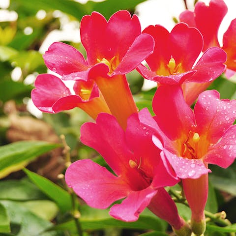 What Flowers do Hummingbirds Like? Flowers to Add to Your Garden
