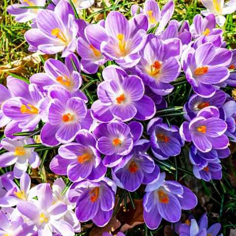 Early Spring Flowers to Add More Beauty to Your Garden