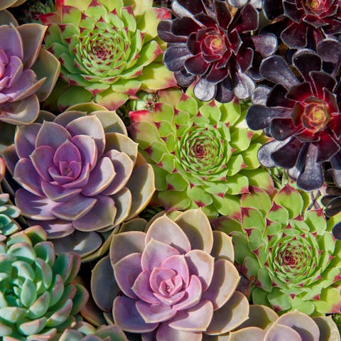 Get Some Beautiful and Colorful Succulents to Embellish Your Balcony