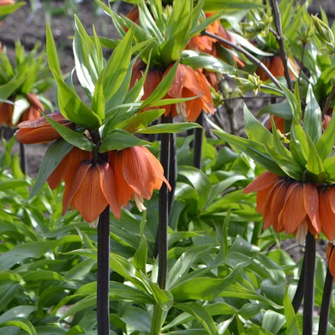 Unique Flowers You Can Add to Your Garden This Year