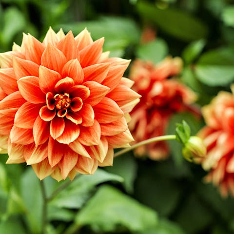 Annual Flowers to Brighten Up Your Garden