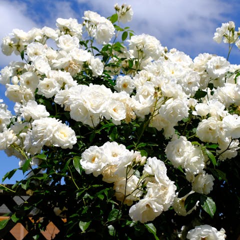 White Rose Meaning: Learning What this Gorgeous Flower Means