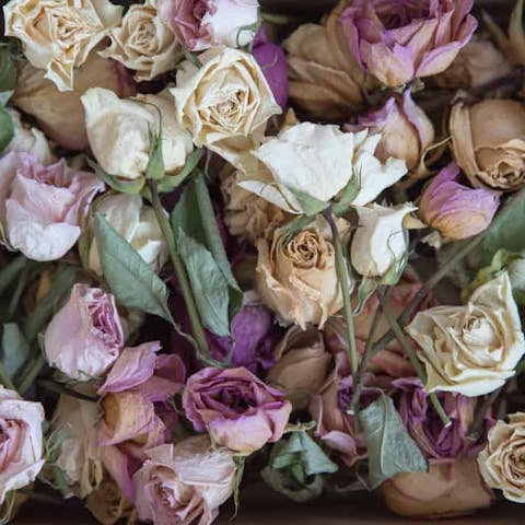 Discover Different Death Flowers and Their Symbolic Meanings