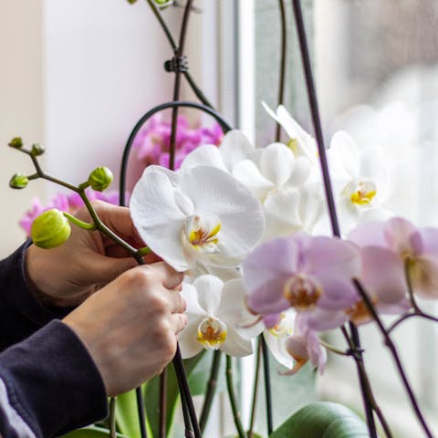 Discover the Main Requirement for How to Care for Orchids