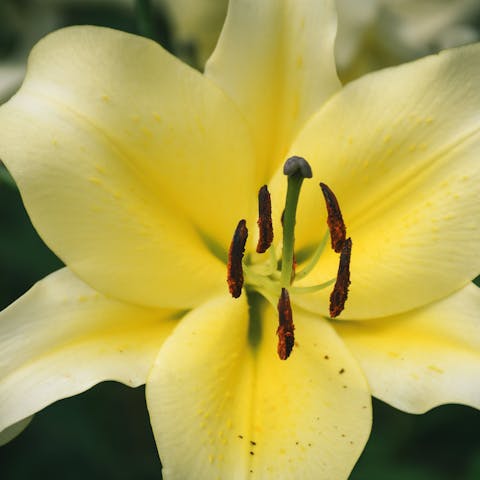 Learn about Easter Lily Care and Make You Garden Beautiful