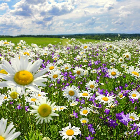 Summer Flowers – The Most Beautiful Addition To Any Garden