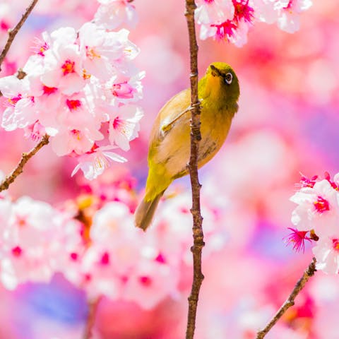 Discover the Most Beautiful Japanese Flower Names and Their Meanings