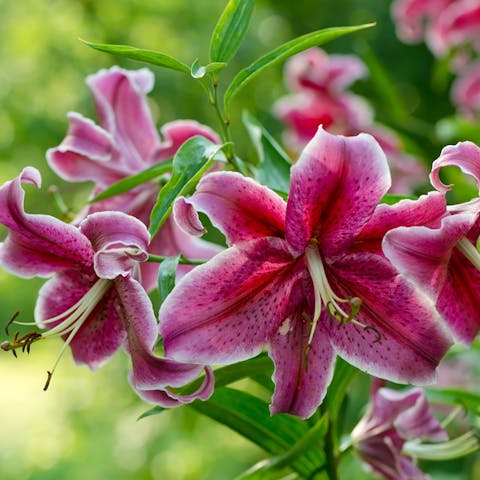 Exploring the World of Stargazer Lily Meaning